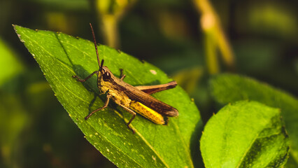 A grasshopper perched on a vibrant green leaf in a lush garden, viewed from a slightly elevated angle.
