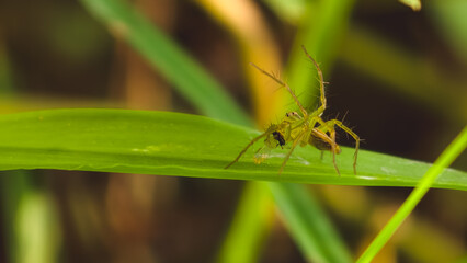 A spider resting on a green leaf in a natural environment viewed from a close-up perspective