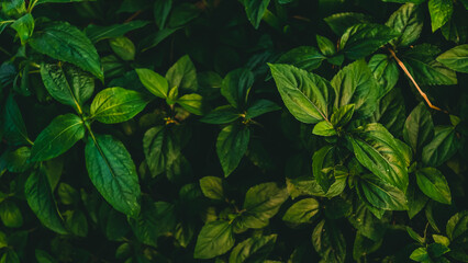 Aerial view of lush green leaves in a dense foliage environment