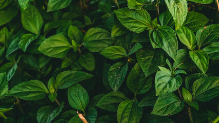 Aerial view of lush green leaves in a dense foliage environment