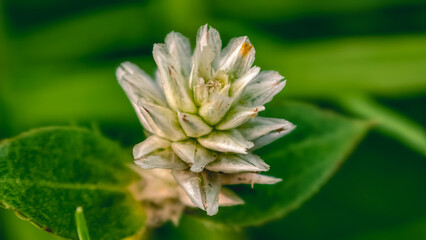 A white flower blooming in a lush green environment captured from a close-up viewpoint