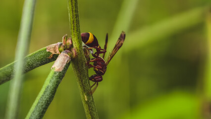 A close-up view of a wasp perched on a green stem, showcasing its yellow and black body in a natural outdoor setting.