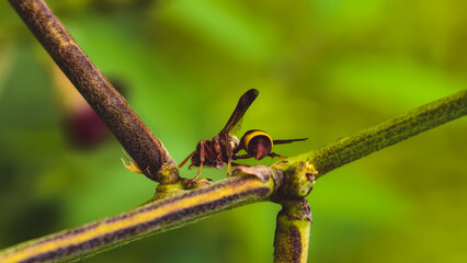 A close-up view of a wasp perched on a green twig in a natural outdoor setting
