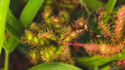 A close-up view of spiky green plants with red tips in a lush garden environment.