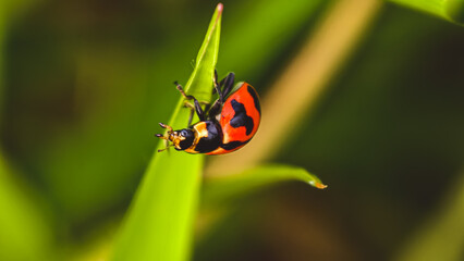Naklejka premium A ladybug perched on a blade of grass in a lush green environment viewed from above
