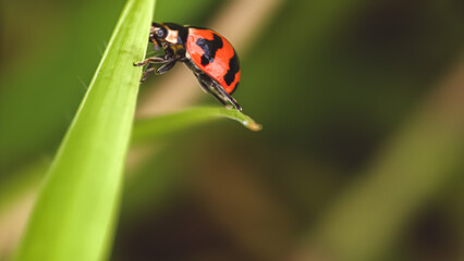 A close-up of a ladybug perched on a blade of grass in a natural outdoor setting