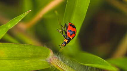 A ladybug perched on a vibrant green leaf in a lush garden viewed from a close-up perspective. © Prime