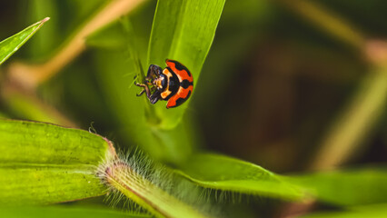A close-up view of a small insect on a green leaf in a natural outdoor setting