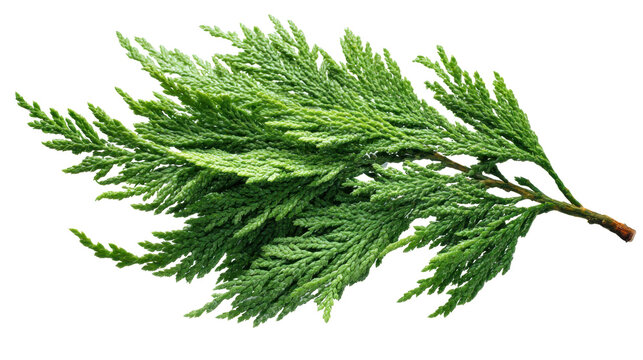 Green juniper branch with dense evergreen needles, detailed organic texture and vibrant color on transparent background  ideal for nature, health, seasonal and design use, png - Powered by Adobe