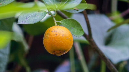 A ripe orange fruit hanging from a tree branch surrounded by green leaves in a garden