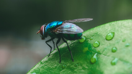 A blue fly standing on a green leaf with dew drops in a natural environment from a close-up viewpoint