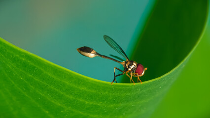 A close-up view of a red dragonfly perched on a curved green leaf in a natural environment.