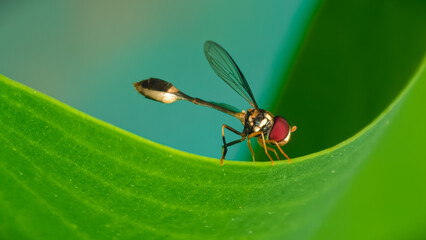 Macro view of a damselfly perched on the edge of a green leaf in a natural setting