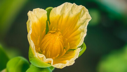 A close-up view of a vibrant yellow Yellow Water Poppy blooming in a lush green garden from a top-down perspective.
