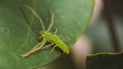 A vibrant green spider perched on a leaf, captured in a close-up macro view within a lush natural environment.