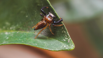 Close-up view of an insect perched on the edge of a green leaf in a natural outdoor setting