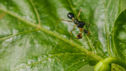 Fototapeta premium An ant crawling on a green leaf in a natural outdoor environment viewed from above