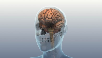 Concussion Impact On Human Brain