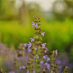Close-up of blooming flowers with soft lavender petals and blurred background, captured in natural light to highlight floral texture, color gradients, and natural elegance.