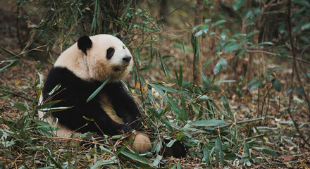 Giant panda He hua (hua hua)eat bamboo leaves in the zoo, China