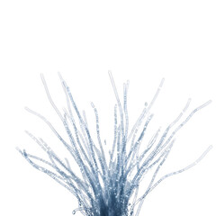 Microscopic view of blue filamentous algae with detailed cellular structure