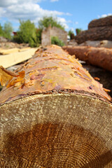 Fresh Cut Log with Tree Rings and Bark Texture