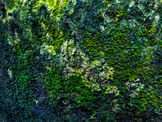 Abstract Texture of Green Moss and Lichen on Old Damp Stone Wall