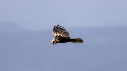 Western Marsh Harrier (Circus aeruginosus) Flying in a Clear Blue Sky