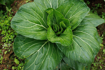 Green pakchoi crops growing in vegetable garden