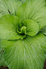 Green pakchoi crops growing in vegetable garden