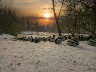 Duck sunset in the park