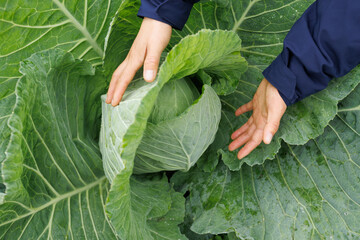 Green cabbages in growth at vegetable garden