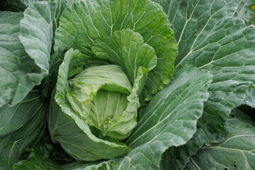 Green cabbages in growth at vegetable garden