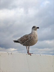 Obraz premium Seagull on the Sopot Pier railing, Poland