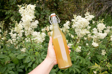 Hand holding homemade Meadowsweet Filipendula ulmaria flowers syrup bottle and meadowsweet growing outdoors in summer nature.