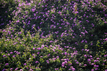 field of purple flowers