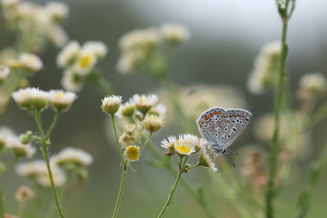 una farfalla licenide al tramonto