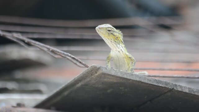 Oriental Garden Lizard Perched on a Rooftop Tile Against a Background of Rusty Wire Mesh, Urban Wildlife Close-up