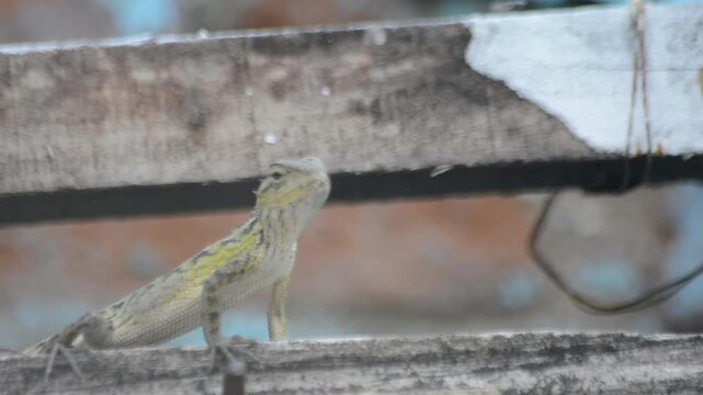 Oriental Garden Lizard Perched on a Rooftop Tile Against a Background of Rusty Wire Mesh, Urban Wildlife Close-up