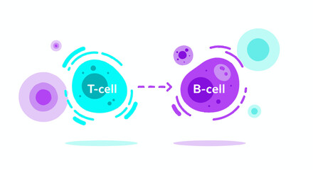 T-cell interaction with a B-cell presenting antigen to the immune system response and adaptive