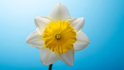 青色の背景で輝く白いスイセンの花のマクロ撮影