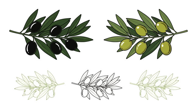 Elegant olive branch illustration set with black, green and outline variations