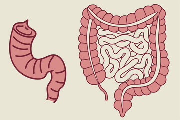 Detailed vector intestines illustration, ideal for anatomy, biology, and healthcare-related designs.