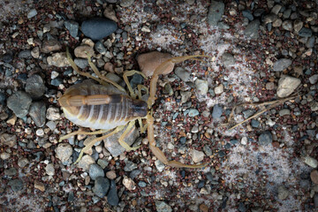 Deathstalker (Leiurus quinquestriatus) scorpion closeup on gravel, Deathstalker scorpion closeup in a defensive position
