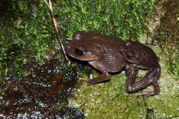Close-up portrait of hasselt's litter frog (Leptobrachium hasseltii) on log, Wild Asian toad-like frog perched on tree root in tropical jungle, Dark-Colored Leptobrachium hasseltii blending into fores