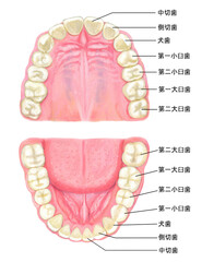 人の歯のイラスト - 名称入り © Mamedaya