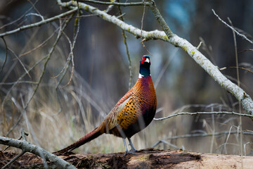 Nature image of a common pheasant (Phasianus colchicus) in muted November overcast conditions.