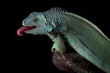 Green Iguana closeup head on black background, Head of green iguana side view on black background 