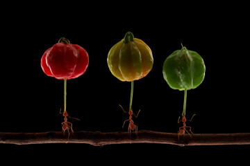 Group of ants with red, yellow, and green fruits on a stick, colorful nature composition, Oecophylla smaragdina ants lifting wild fruits, strength and balance in nature.