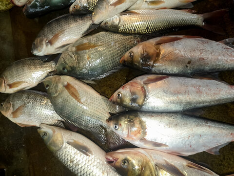 Collection of ilapia rohu labeo and catla carp fish showcasing freshwater species important for fisheries and food supply